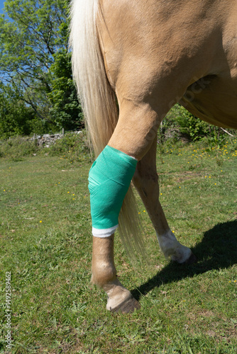 Fresh green dressing on the hind leg of a palomino colored pony standing on grass pasture.