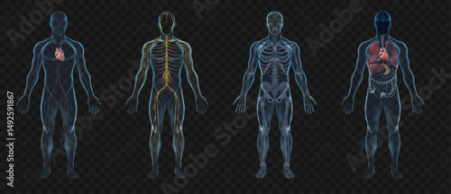 Realistic Human Body Anatomy Illustration