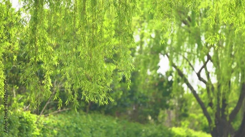 Spring wind gently swaying willows in a vibrant green park
