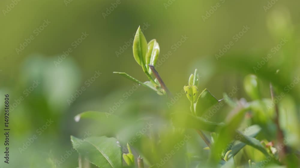 Detailed look at new spring tea Shifeng Longjing with vibrant green leaves Detailed look at new spring tea Shifeng Longjing with vibrant green leaves