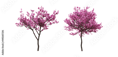 Cercis chinensis Chinese redbud flowering street trees medium small isolated cutout vector illustration, ornamental tree, urban landscaping, spring bloom, botanical garden.