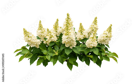 Clethra alnifolia summer sweet blooming trees isolated png medium frontal set coastal sweetpepperbush shrub garden plants vector illustration, nature flora beauty.