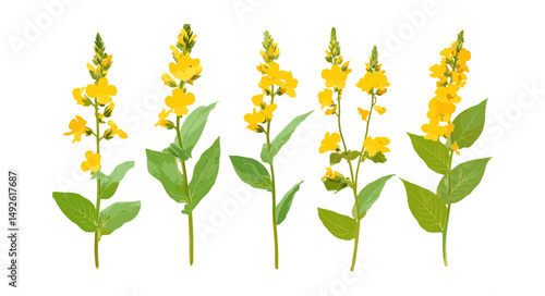 Lysimachia christinae Sunburst isolated transparent background, decorative flower, garden plant, nature element, summer blossom, vector illustration.