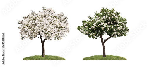Cerasus yedoensis tree, Malus halliana blossom, spring flowers isolated png, botanical illustration, floral design, garden plants, vector illustration.