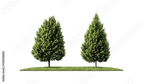Large Taxodium distichum tree, Chamaecyparis lawsoniana frontal set, isolated cutout, tall conifer trees, evergreen forest, nature vector illustration.