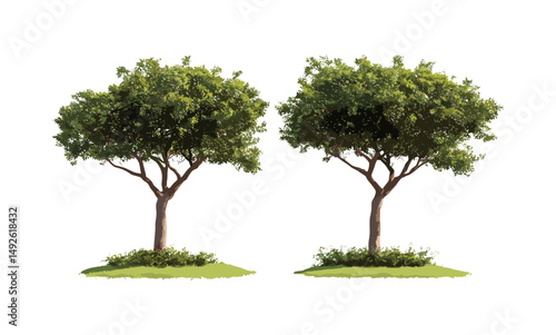 Isolated Commiphora myrrha, Balanites aegyptiaca street trees cutout, frontal view, arid landscape trees, botanical elements, outdoor vegetation, vector illustration.