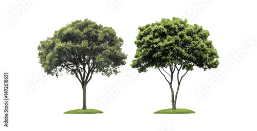 Isolated Eucalyptus gunnii and Paulownia tomentosa trees cutout, cityscape plants, botanical elements, street vegetation, natural scenery, vector illustration.