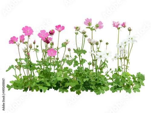 Geranium robertianum pink flowers and Astrantia major white flowers cutout, wildflower garden plants, herbaceous perennials, botanical elements, plant species, vector illustration.