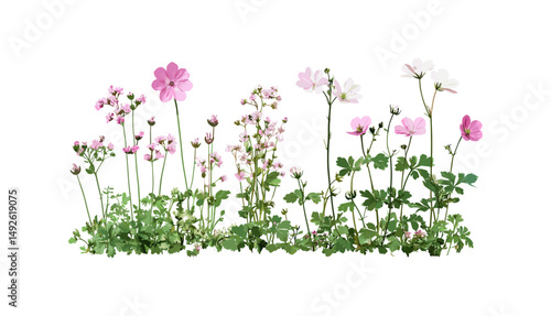 Geranium robertianum Herb Robert with pink flowers, Astrantia major white flowers isolated on transparent background, herbal plants, flowering perennials, wildflowers, vector illustration.