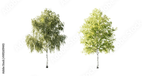 Betula populifolia and Populus cathayana isolated cutout in bright sunlight, tree branches, woodland flora, plant life, natural environment, seasonal trees, vector illustration.