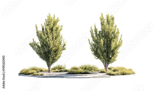 Street trees isolated, Populus tremula, Cinchona officinalis, sunny daylight, urban nature, city greenery, tree set, botanical illustration, vector illustration, environmental design.