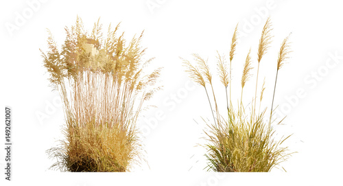 Set of Prairie dropseed Sporobolus heterolepis and Stipa pennata European feather grass cutout, vector illustration, meadow grass, landscape plants, botanical collection, herbaceous plants.