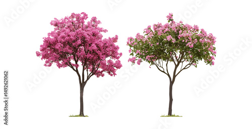 Set of Pyrus calleryana trees, Callery pear, Tibouchina semidecandra pink blooming flowers isolated png, vector illustration, ornamental plants, spring blossoms, garden trees.
