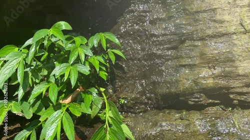 Wrightia Religiosa Tree Beside Flowing Waterfall – Peaceful Nature Scene