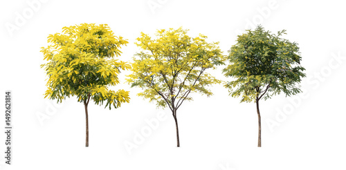Gleditsia triacanthos thorny honeylocust trees isolated street trees frontal set png, urban nature, tree silhouette, landscaping design, vector illustration, city greenery.