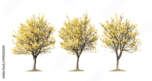 Hamamelis × intermedia autumn hybrid witch hazel isolated frontal small trees, fall season plants, decorative shrubs, natural landscaping, garden greenery, vector illustration.