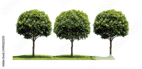 Bay tree, Laurus nobilis, Grecian laurel, sweet bay, true laurel, street trees cutout isolated in sunlight, vector illustration, botanical, garden design, natural foliage, ornamental plants.