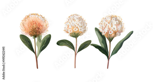 Ornamental pincushion Leucospermum cordifolium isolated frontal cutout, botanical flower, South African protea, exotic garden bloom, nature tropical plant, vector illustration.