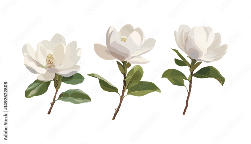 Obraz premium Magnolia Grandiflora cutout, Southern Magnolia Bull Bay set, vector illustration, floral elements, green tree branch, realistic plant, isolated, elegant botanical background, png.
