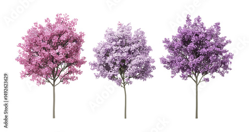 Early blooming Syringa oblata lilac, broadleaf lilac trees with pink violet blossoms, isolated PNG, spring flowering shrubs, garden landscape, vector illustration, seasonal plants.