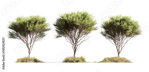 Saltcedar tamarisk isolated cutout, Tamarix ramosissima shrub, desert drought tolerant tree, arid zone vegetation, invasive plant species, xerophyte landscape, vector illustration.