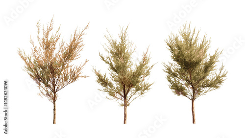 Saltcedar Tamarix ramosissima isolated cutout, tamarisk shrub branches, invasive desert tree, drought hardy plant, dryland flora, xeriscape landscaping, vector illustration.