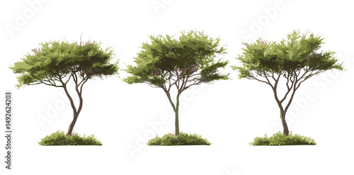 Saltcedar tamarisk isolated cutout, Tamarix ramosissima frontal set, invasive shrub, riverbank vegetation, drought-resistant plant, xeriscape gardening, vector illustration.