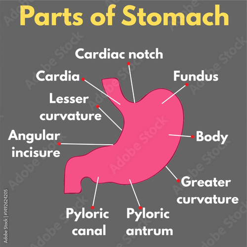 parts of stomach science illustration useful for educational and healthcare industry projects.eps
