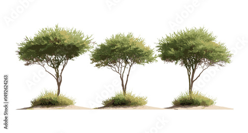 Set of Tamarix ramosissima saltcedar isolated png, salt cedar branches, tamarisk shrub, desert plant, drought tolerant tree, arid landscape, vector illustration.