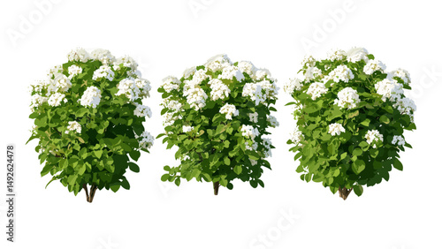 Flowering Viburnum tinus shrub laurustinus isolated cutout, laurustine bush, laurestine foliage, ornamental garden shrub, evergreen plant, vector illustration.