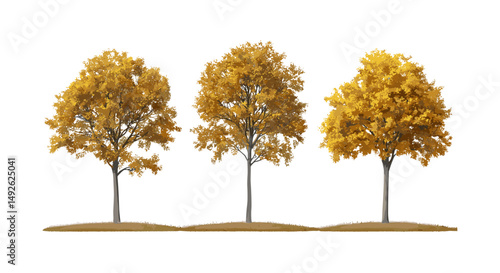 Autumn large ash and sycamore trees isolated cutout, platanus tree collection, fall leaves, seasonal nature, woodland plants, vector illustration, forest landscape, botanical art.