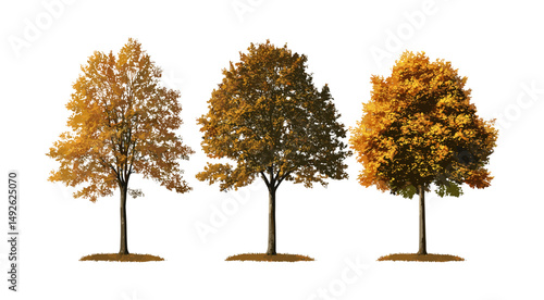 Set of autumn trees sycamore, ash, platanus isolated png, fall colors, tree branches, seasonal forest, nature scene, vector illustration, outdoor landscape, ecological plants.