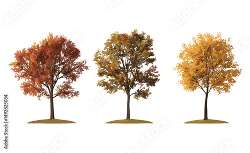 Set of large autumn sycamore trees, ash, platanus isolated png, seasonal foliage, fall forest, botanical illustration, vector illustration, nature background, tree silhouette.