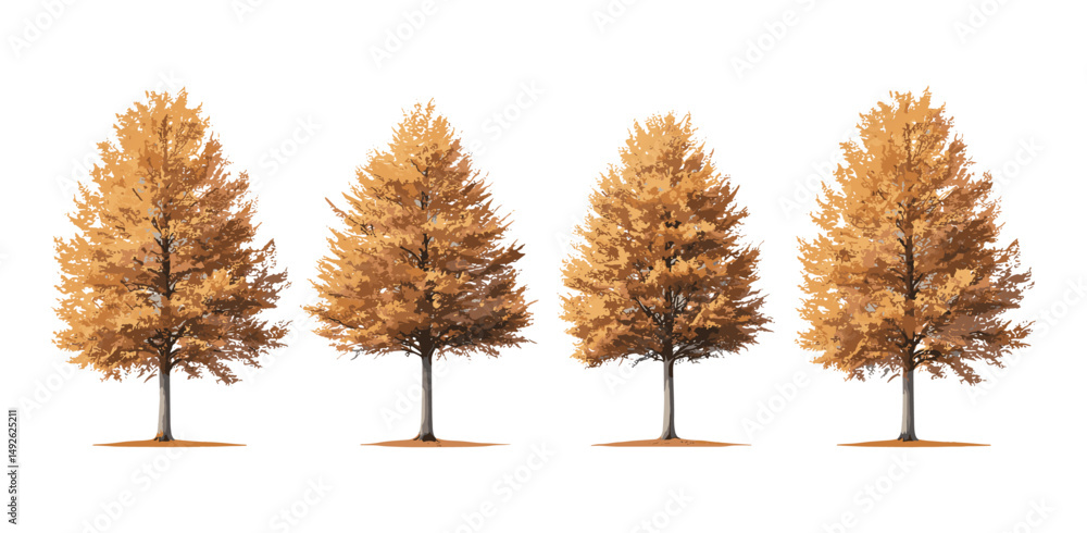 Fototapeta premium Autumn large Metasequoia glyptostroboides tree collection, dawn redwood isolated png, fall forest plants, natural autumn colors, seasonal vegetation, vector illustration.