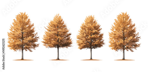 Autumn large Metasequoia glyptostroboides tree collection, dawn redwood isolated png, fall forest plants, natural autumn colors, seasonal vegetation, vector illustration.