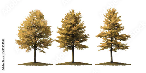 Metasequoia glyptostroboides dawn redwood trees autumn set, isolated cutout, seasonal forest landscape, fall foliage, tree silhouette, vector illustration.