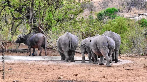 Clash of White Rhinos’ Gentle Journey to the Waterhole. four rhinos transition from peaceful rest to a slow, deliberate walk towards the waterhole. Step by step, they approach the cool water.