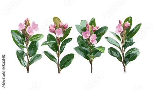 Daphne odora winter daphne isolated frontal cutout high resolution, ornamental shrub, spring flowering plant, garden greenery, vector illustration, nature clipart.
