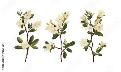 Set of Daphne odora winter daphne frontal isolated png high resolution, botanical illustration, floral clipart, garden plant, fragrant shrub, vector illustration.