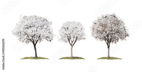 Callery pear trees isolated cutout, Bradford pear, Pyrus calleryana, street trees for landscaping, urban greenery, vector illustration, spring foliage, decorative tree species.