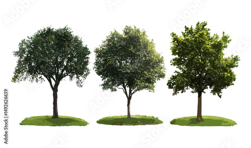 Quercus robur street trees set isolated png in sunny daylight, common oak, English oak, European oak, French oak, Pedunculate oak, Polish oak, Truffle Oak, vector illustration.