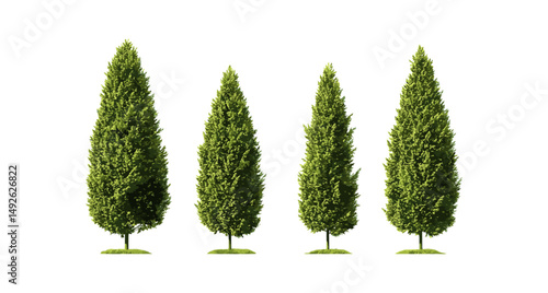 Thuja occidentalis northern white-cedar, arborvitae street trees isolated png, daylight, eastern white-cedar, urban greenery, garden plants, vector illustration, natural outdoor foliage.