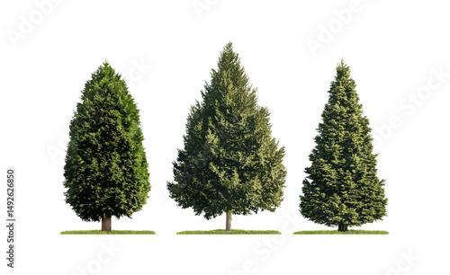 Arborvitae Thuja occidentalis, northern and eastern white-cedar street trees isolated cutout, sunny daylight, landscape design, urban trees, greenery, vector illustration, botanical nature.