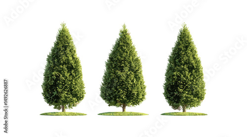 Set of Thuja occidentalis trees, northern white-cedar, eastern white-cedar, arborvitae, street trees isolated png, sunny daylight, perfect cutout, vector illustration, landscaping, greenery.