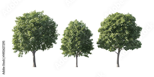 Set of Ulmus pumila Siberian elm Asiatic elm isolated png vector illustration, tree silhouette, nature botanical, forestry, deciduous tree, green leaf, urban landscaping.