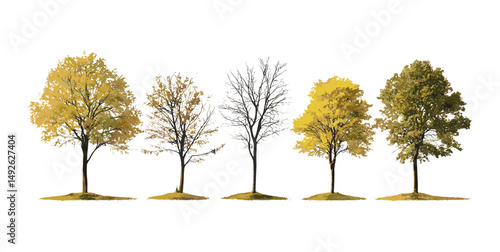 Set of large and medium Ash Fraxinus trees isolated cutout, autumn foliage, forest elements, seasonal nature, vector illustration, garden design, landscaping assets.