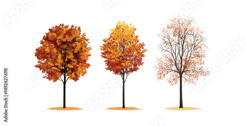 Sycamore and maple trees, platanus street trees, autumn leaves scattered, urban nature, small and medium trees, isolated transparent background, landscape elements, vector illustration.