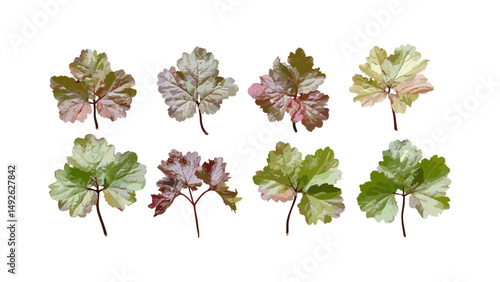 Heuchera micrantha, crevice alumroot, small-flowered alumroot, isolated png, frontal view, high resolution, garden plant, perennial foliage, vector illustration, botanical design.