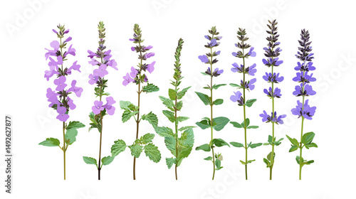 Nepeta nervosa Blue Moon catmint, Malva sylvestris, flowering frontal isolated, cutout, herb garden plants, natural flowers, floral collection, vector illustration.