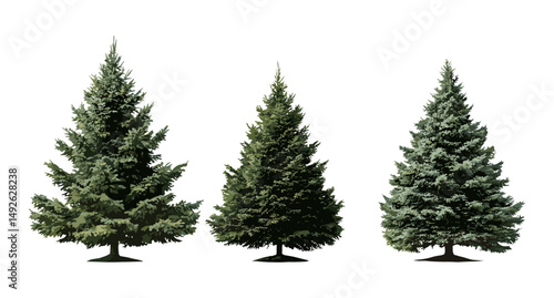 Set of Abies concolor trees, white fir, Colorado fir, frontal isolated cutout, evergreen forest, coniferous tree, nature element, botanical vector illustration.
